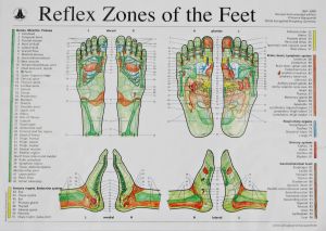 Reflex zones of the feet